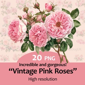 Aquarela Rosa Rosas PNG Vintage Flower clipart, Dia dos Namorados, Cartão de Dia das Mães, Junk Journal, 20 imagens, fundo transparente