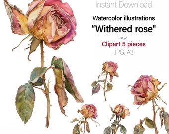 Withered Pink Rose Watercolor art painting, Floral clipart, Wall art, Cards, Junk Journal, 5 High Quality JPG Images Commercial Use Included