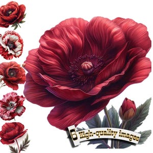 6 Clipart fleur de coquelicots, fleur de pavot aquarelle, PNG de haute qualité - téléchargement numérique, fabrication de cartes, techniques mixtes, créations numériques en papier