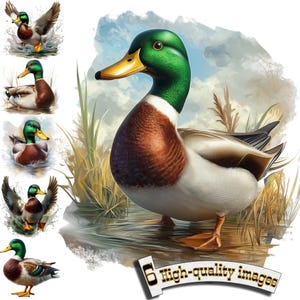 6 Mallard duck in swamp, Mallard duck Watercolor, Mallard duck Clipart, Digital Graphic, Digital Download Graphic, Mallard duck print