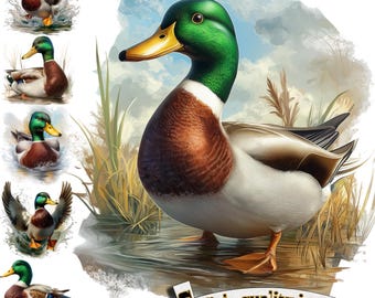 6 Mallard duck in swamp, Mallard duck Watercolor, Mallard duck Clipart, Digital Graphic, Digital Download Graphic, Mallard duck print