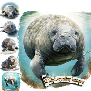 6 schattige lamantijn clipart, lamantijn PNG, lamantijn in de oceaan, lamantijn sublimatie, lamantijn afdrukbare, schattige waterdieren