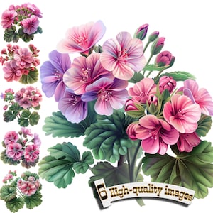 6 Clipart fleur de géranium, fleur aquarelle pélargonium, PNG de haute qualité - téléchargement numérique, fabrication de cartes, techniques mixtes, créations numériques en papier