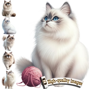 6 Ragdoll cat Clipart, Cute Ragdoll cat, Whimsical Cats Clip art, Kawaii Ragdoll cat, Ragdoll cat Digital, Ragdoll cat cat Portraits