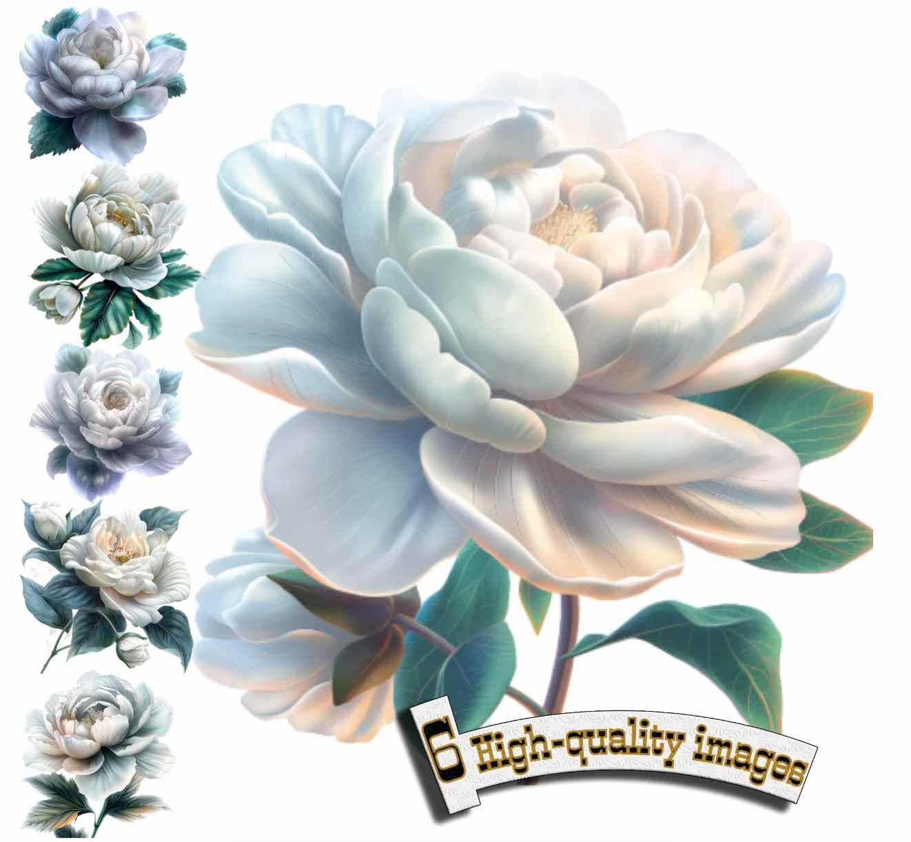 6 White Roses Flower Clipart, Watercolor Flower, High Quality PNG ...