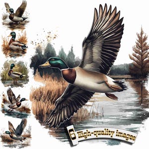 6 Mallard duck in swamp, Mallard duck Watercolor, Mallard duck Clipart, Digital Graphic, Digital Download Graphic, Mallard duck print