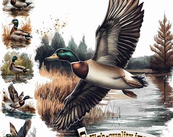 6 Mallard duck in swamp, Mallard duck Watercolor, Mallard duck Clipart, Digital Graphic, Digital Download Graphic, Mallard duck print