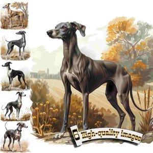 6 Perro galgo, perro de caza, perro galgo clipart PNG, gráfico digital, descarga instantánea, gráfico de descarga digital,