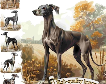 Puede incluir: Un perro galgo negro y blanco de pie en un campo con un fondo borroso de árboles y una granja. El perro está mirando hacia la izquierda de la imagen.