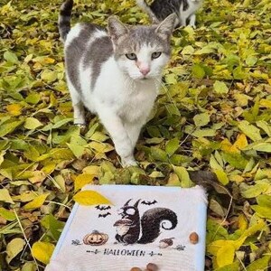 May include: Two cats in a bed of yellow and green leaves. One cat is white and gray, the other is gray and white. A cross-stitch design with a squirrel, pumpkin, and the word "HALLOWEEN" is in the foreground.
