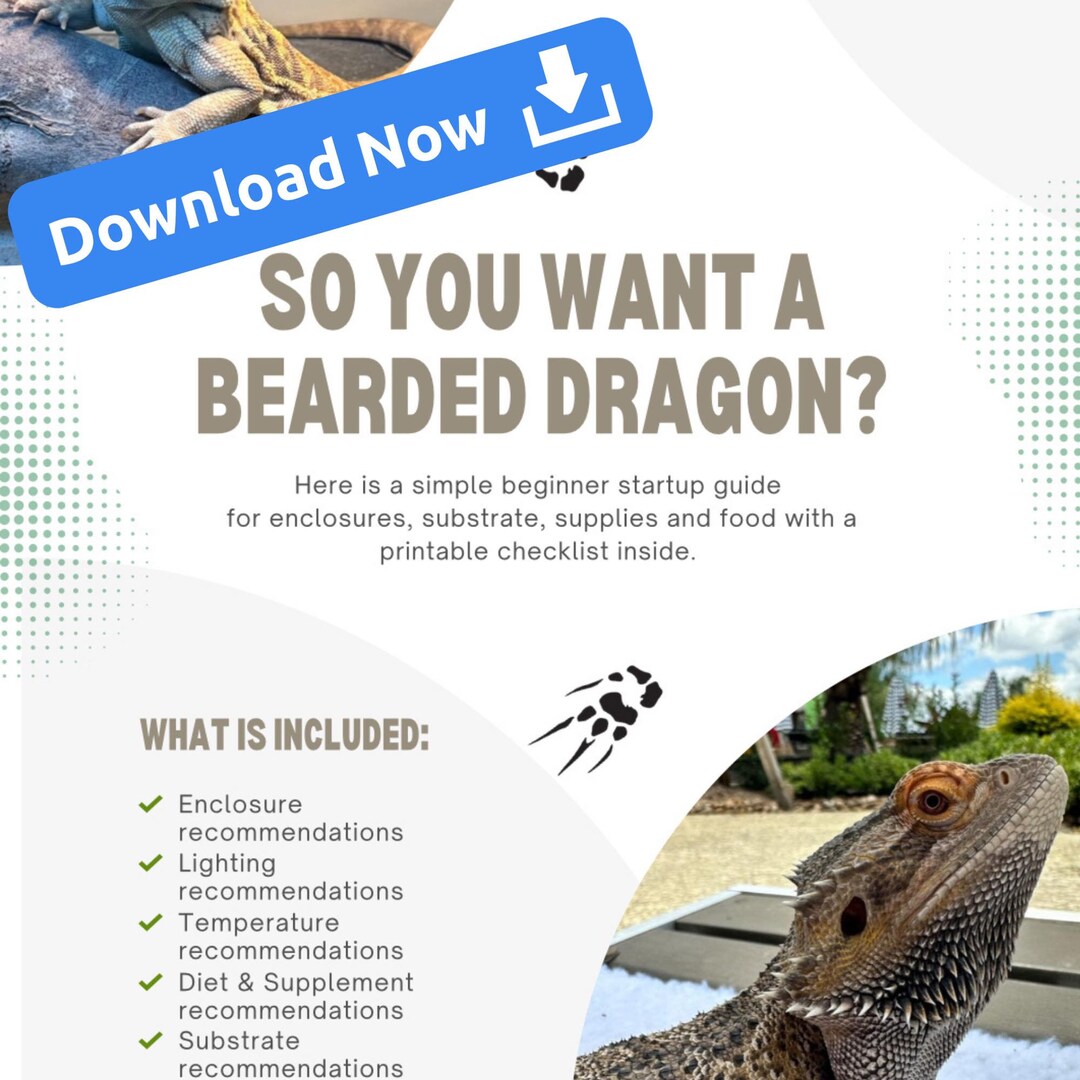 Bearded Dragon Care, Reptile Enclosure, UVB Lighting, Temperature Gradient, Pet Diet Plan