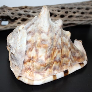 May include: A large, textured seashell with a cream and brown pattern. The shell has a prominent, pointed apex and a wide, rounded base. The shell's surface displays a natural, organic texture, with variations in color and pattern. The shell is a natural home decor item.