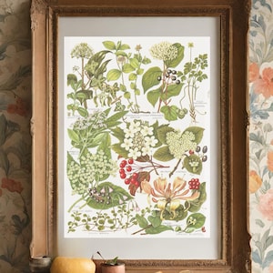 Vintage botanische A4 Wand Kunst Druck
