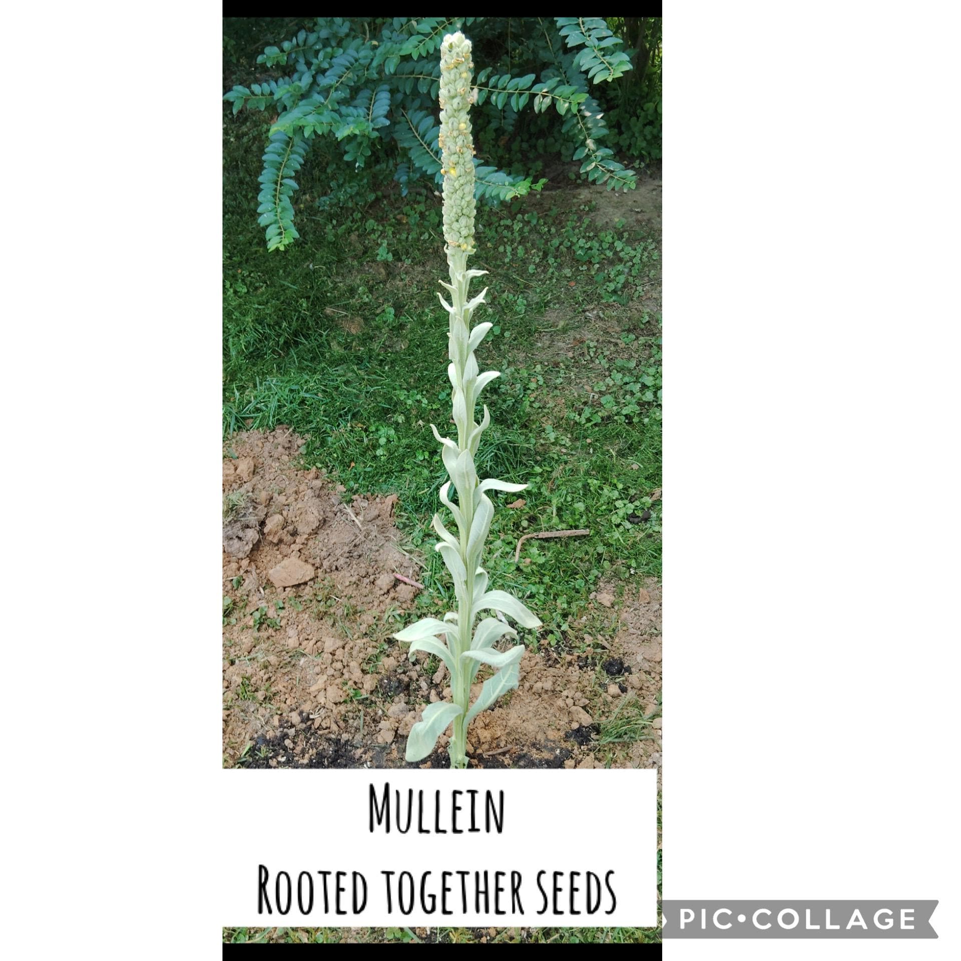 Mullein Plant Seeds - Etsy