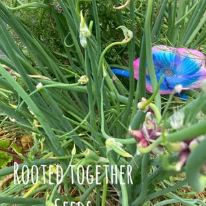 May include: A cluster of green onion stalks with budding tops and a vibrant blue and pink flower, featuring the white text overlay "ROOTED TOGETHER SEEDS" centered over the foliage in a garden setting with visible dried grass and soil.