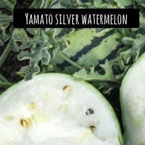 Yamato Silver watermelon