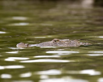 American Crocodile Print | Everglades Wildlife Photography