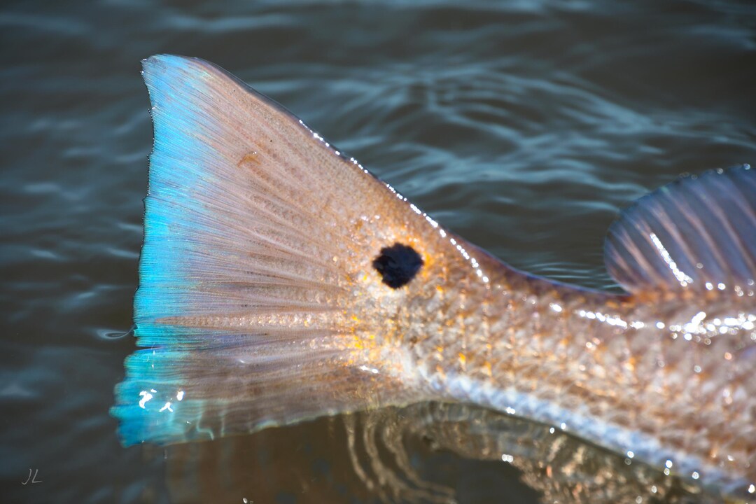 Tailing Redfish Fine Art Print: Coastal Fish Photography - Etsy