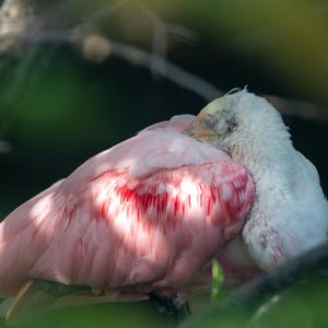Odbitka z różową łyżką: Fotografia śpiącego ptaka, papier artystyczny