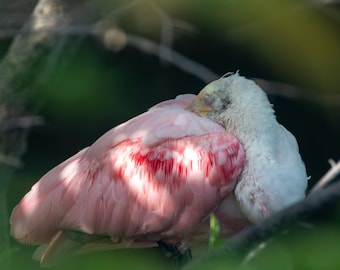Roseate Spoonbill Print: Sleeping Bird Photography, Fine Art Paper