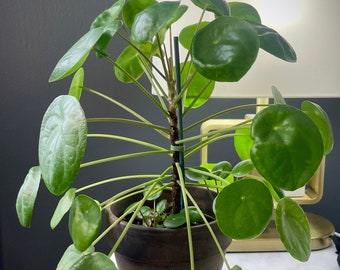 Thriving Pilea Peperomioides - Lively, Prosperous Chinese Money Plant