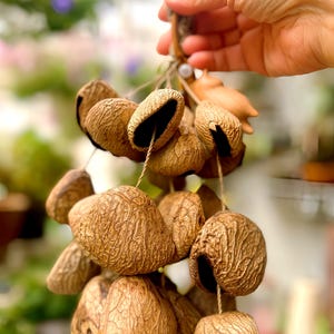 Handmade Panji Salin Shaker Artisanal Hand Bell Fruit Shell Wind Chime Meditation Percussion Healing Decor Gift Sound Meditation Instrument