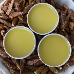 Cottonwood Salve / Balm of Gilead