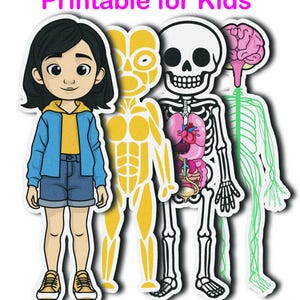 Human Anatomy and Body Systems for Kids, Printable Anatomy Flashcards & Cut-Out Dolls, esl human body chart, Printable Science Activity