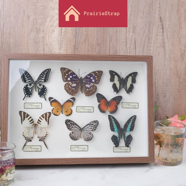 Butterfly Specimens, Phase Frame Handmade Wings Spread Collection Specimens, Premium Beautiful Butterfly Plant Dried Specimen Decorative