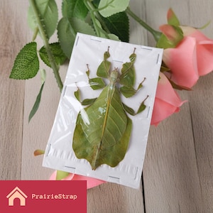 Specimen van echt insectenlopend blad, Phyllium Giganteum-exemplaar, liefhebber van specimencollectie