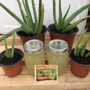 Aloe Vera Gel 100% Pure Natural Organic, no additives, chemicals, thickeners or water added. Just pure aloe vera image 1