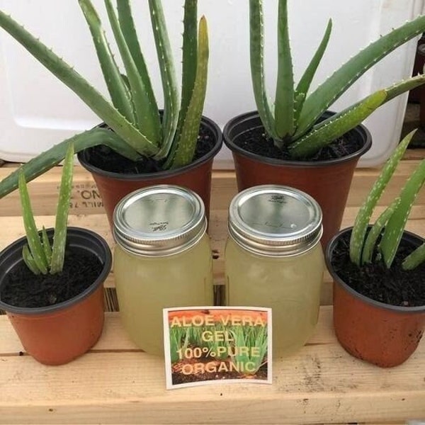Aloe Vera Gel 100% Pure Natural Organic, no additives, chemicals, thickeners or water added. Just pure aloe vera
