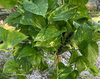SALE 8 TO 10 Plants per container golden pothos rooted plant