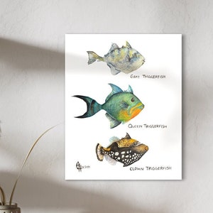 Triggerfish-kollektion (grå, drottning, clown) akvarelltryck