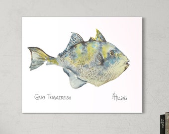 Gray Triggerfish Watercolor Print