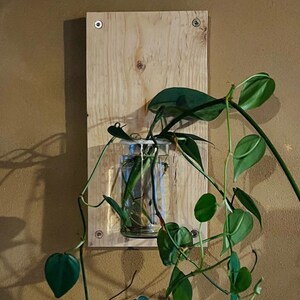 Könnte beinhalten: Eine grüne Pflanze mit herabhängenden Ranken, die in einem Glasgefäß wächst, das an einer Holzplatte befestigt ist. Die Platte ist an einer Wand montiert.