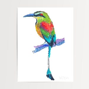 Guardabarranco Print: Colorful Tropical Bird Wall Art