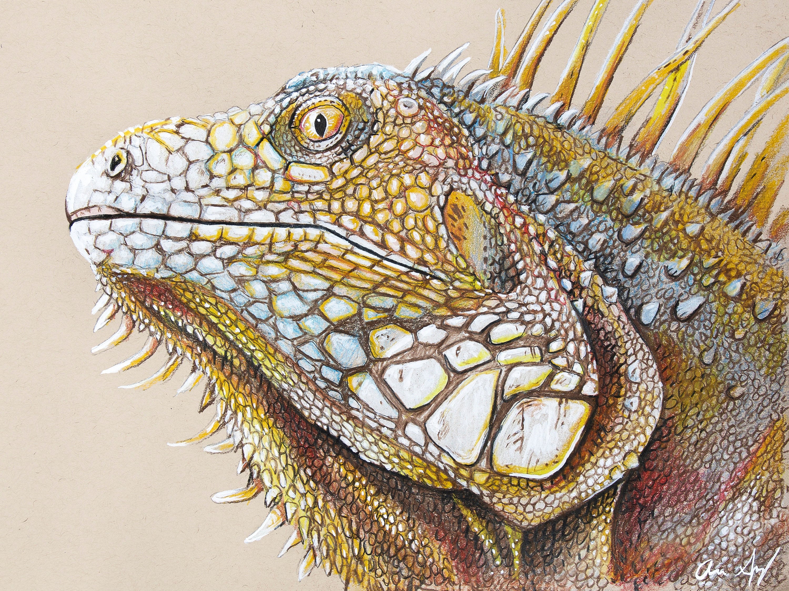 Iguana - Original Colored Pencil Drawing by Aaron Spong - Etsy