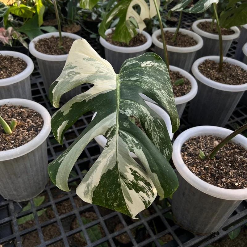 Monstera mint - Etsy 日本 Monstera mint - Etsy 日本