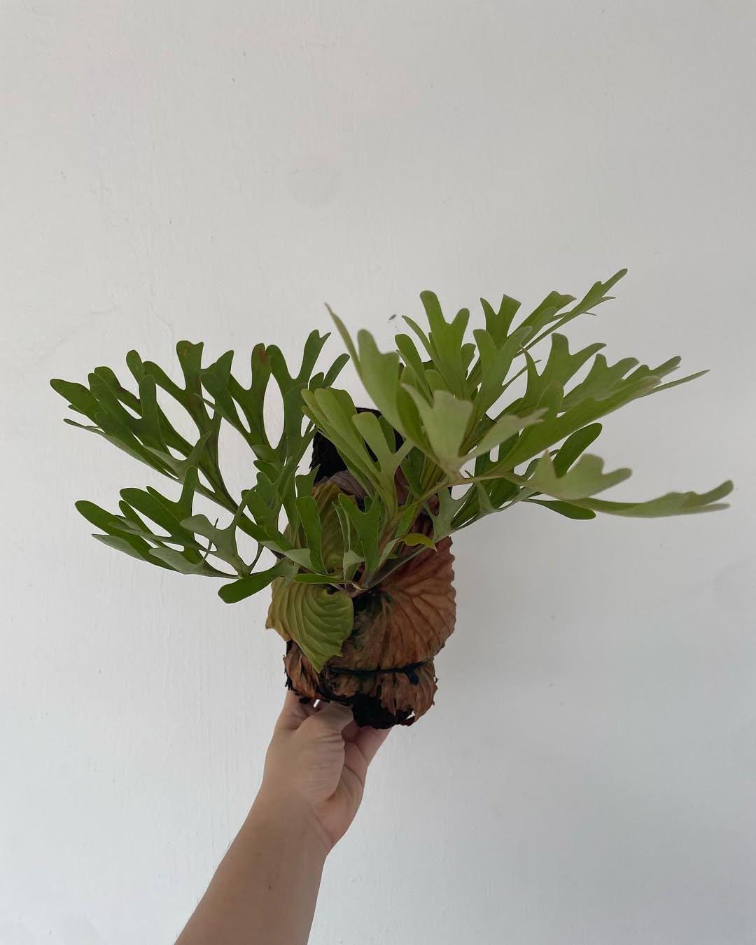 Platycerium Ridleyi - Etsy Canada
