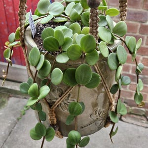 May include: A trailing succulent plant with rounded, light green leaves potted in a beige ceramic planter. The planter is suspended by a woven jute rope hanger featuring dark wooden beads. A small white plant identification tag is visible.