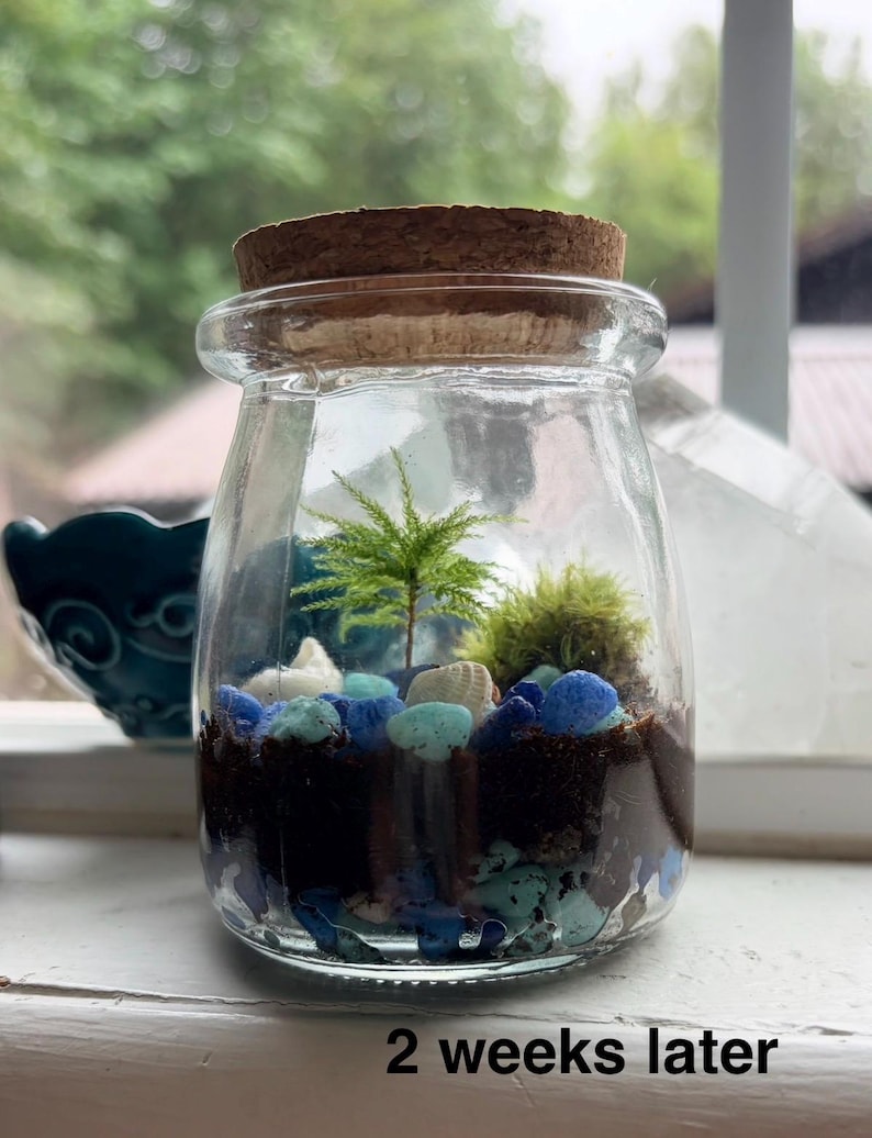 May include: A clear glass jar with a cork lid containing a miniature terrarium with dark soil, blue and light blue decorative stones, small white seashells, a small green fern-like plant, and moss. The text 2 weeks later is visible.