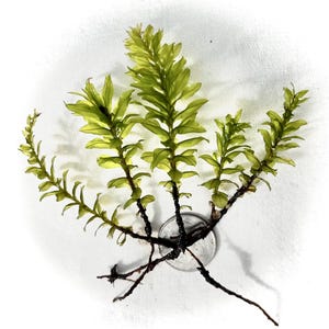Live Badge Moss for Terrariums, Fairy Gardens, Paludarium, Plagiomnium insigne Miniature Plant