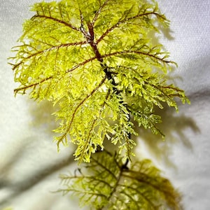 May include: Close-up of a vibrant, artificial fern with bright green, feathery fronds. The fern has a dark brown stem and branches, creating a striking contrast. The image is well-lit, highlighting the texture and detail of the plant.