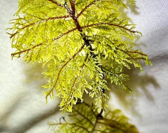 Stair Step Fern Moss for Terrariums, Fairy Gardens, Paludariums, Hylocomium Splendens, Miniature Fern