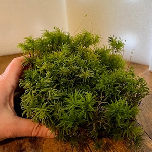 May include: A dense cluster of vibrant green moss featuring fine, feathery, star-shaped foliage. The plant has a soft, textured appearance with multiple thin, upright stalks emerging from the center of the lush, low-growing greenery.