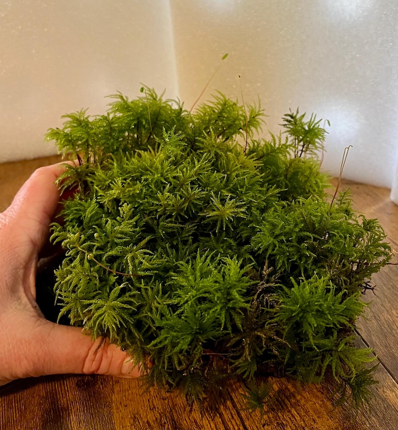 May include: A dense cluster of vibrant green moss featuring fine, feathery, star-shaped foliage. The plant has a soft, textured appearance with multiple thin, upright stalks emerging from the center of the lush, low-growing greenery.