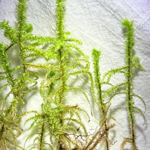 May include: Several sprigs of bright green moss with slender, upright stems and delicate, feathery foliage. The plants feature fine, needle-like leaves branching from a central stalk, with brownish, root-like structures visible at the base.