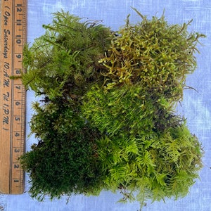 May include: A collection of various green mosses, ranging in shades from deep forest to light green, arranged together. A wooden ruler with inch markings and the text "(Open Saturdays 10: A.M. Til 1.P.M.)" is on the left.