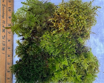 Moss, live assortment- grab bag of lovely living mosses for your terrarium/vivarium/crabarium/project